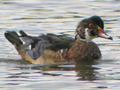 Wood Duck